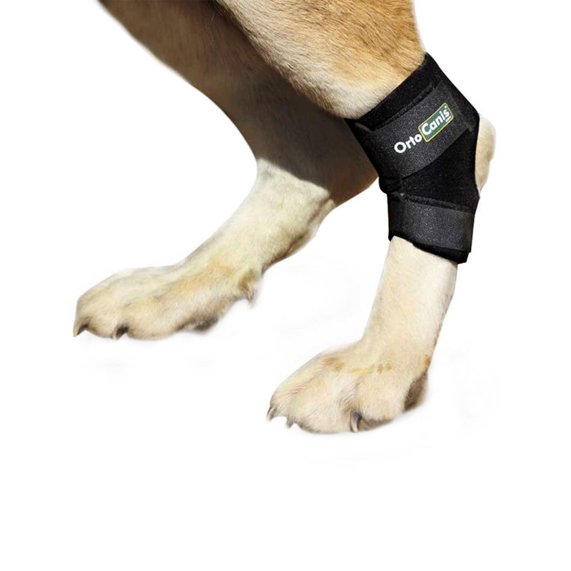 오르토카니스 강아지 뒷발목 발목뼈 비절 보호대 동물의료기기 ORTOCANIS ORT009