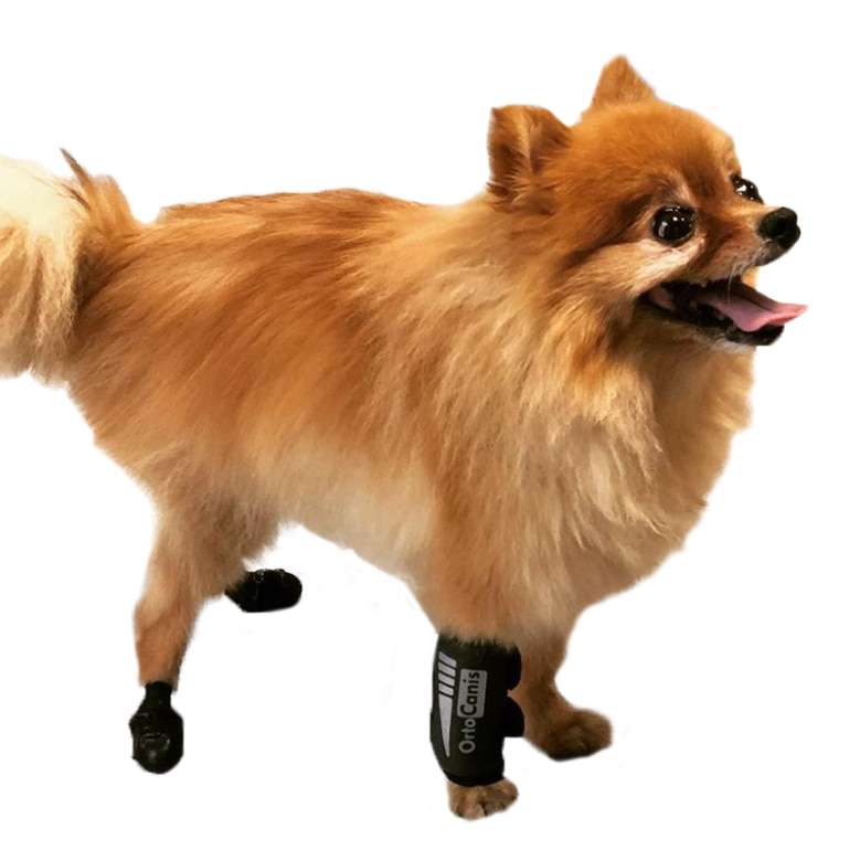 오르토카니스 강아지앞다리보호대 앞발 앞발목 보호대 관절보호대 훈련용 ORT016